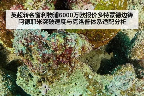 英超转会窗利物浦6000万欧报价多特蒙德边锋阿德耶米突破速度与克洛普体系适配分析